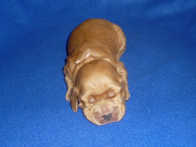 1. fenka - růžová.JPG